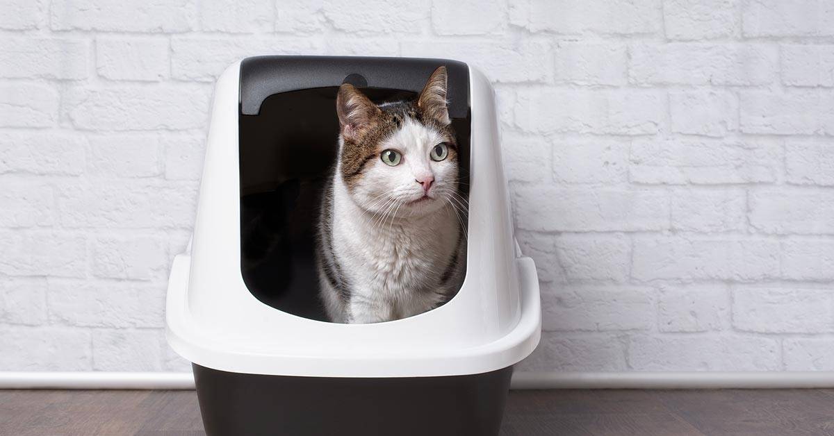 6155cc3d818de5b5a0887e4f cat sitting in a litter