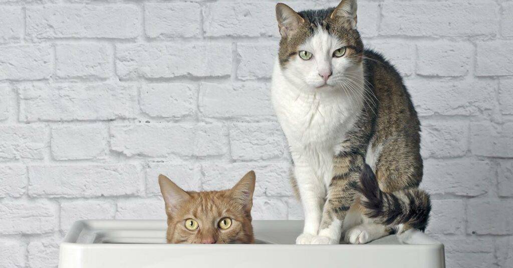 Using E-Mail Marketing To Increase Engagement &Amp;Amp; Drive Sales 13 6155cdca818de50a638883cd funnygingercatsittinginatopentrylitterboxbesideatabbycatandlookingcurioustothecamera