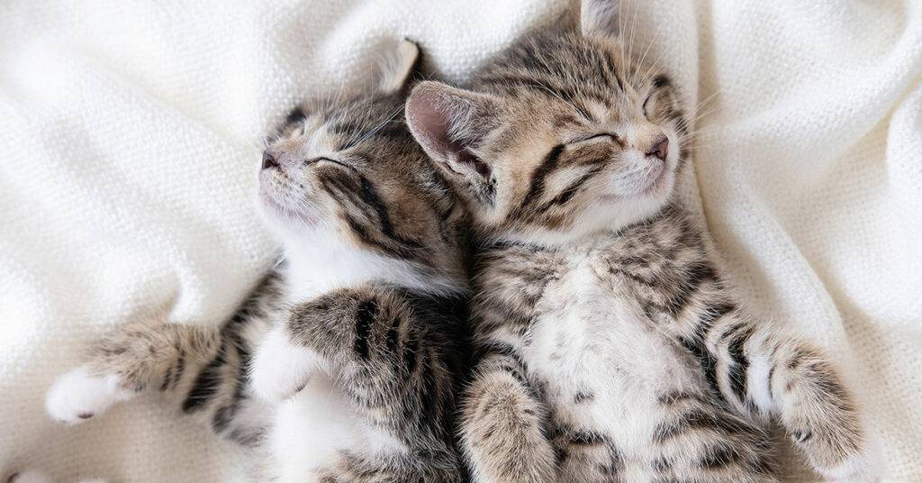 94% Ecommerce Sales Increase for Luxury Pet Product 6 6155d7afaed1457e916fbd65 kittens sleeping at home lying on bed white blanket funny pose