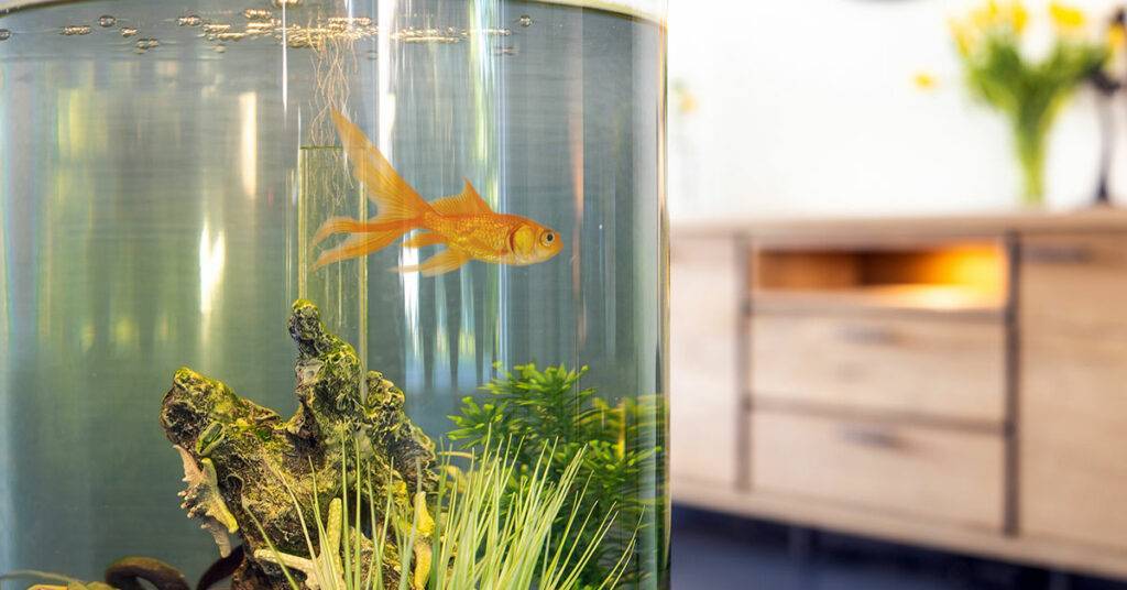 Digital Ad Campaigns Increase Rite-Aid Store Sales for Pet Toy 5 6155da1388365eb403edb8e6 Goldfish in fish bowl with bubbles and water pumps in the tank in the living room